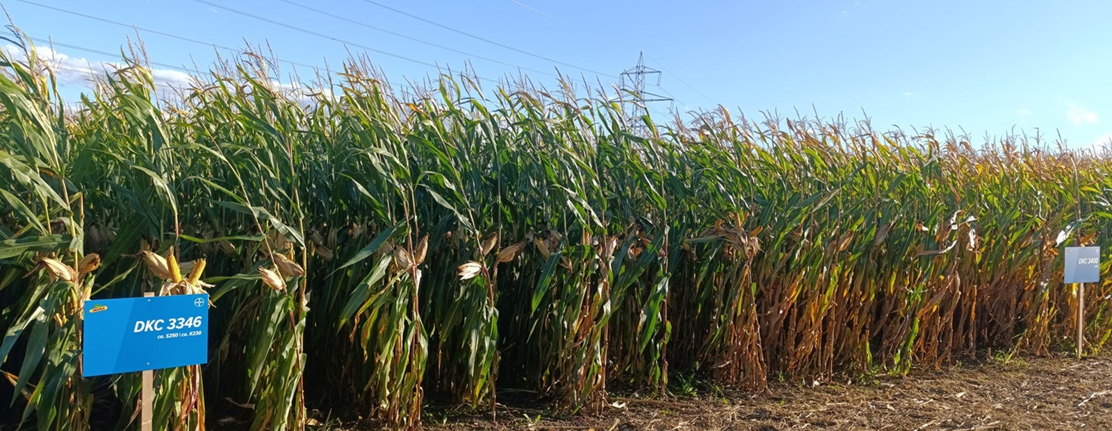 Dekalb - Maissaatgut von Bayer